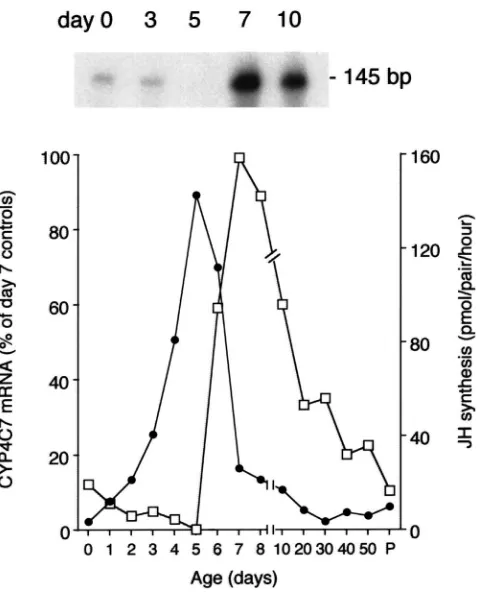 Fig. 1.Changes of CYP4C7 mRNA levels during a gonotrophiction assays. The 145 bp protected fragments are shown on top for aseries of individual CA