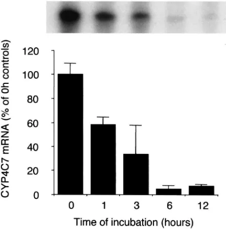 Table 3CYP4C7 mRNA levels in the CA after six hour in vitro incubation