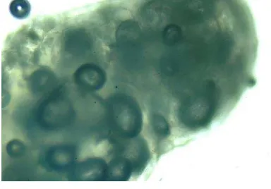Gambar 3. Mikrokapsul Metformin hidroklorida FII perbesaran 100 x 
