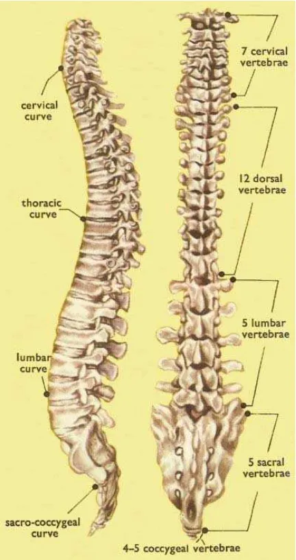 Gambar 1. Spinal column, pandangan lateral and posterior15