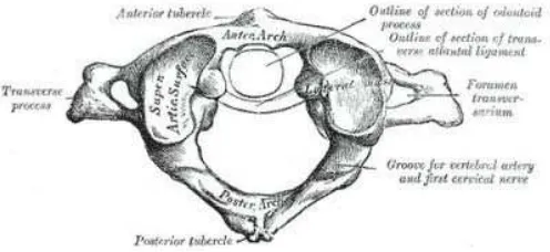 Gambar 2. Vertebra Servikalis 1 (Tulang Atlas)15  