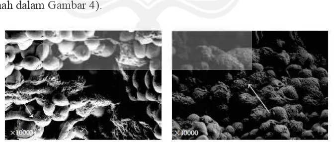 Gambar 4.  SEM dari Candida albicans dengan konsentrasi 106 mL-1 pada hari ke-1 (kiri) blastokonidium belum terlapisi biofilm dan hari ke-5(kanan) blastokonidium terlapisi biofilm ( Sumber: Pasteur dkk., 2011)  