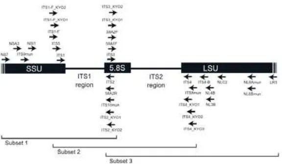 Gambar 6. Regional ITS pada ribosom nukleus (Sumber: Toju dkk., 2012) Regional ITS padda riibosom m nun kleus (Sumber