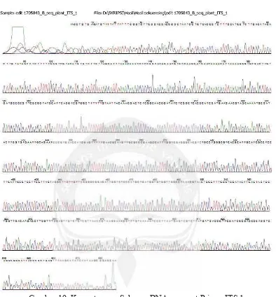 Gambar 19. Kromatogram Sekuens DNA menurut Primer ITS 1 