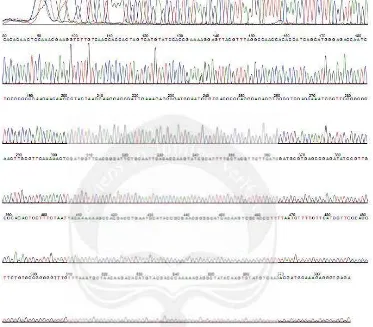 Gambar 20. Kromatogram Sekuens DNA menurut Primer ITS 4 ar 20. Kromatogram Sekkuens DNA menurut 