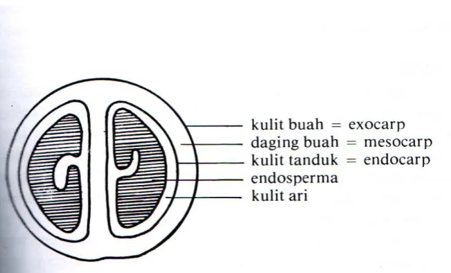 Gambar kulit daging buah kopi 