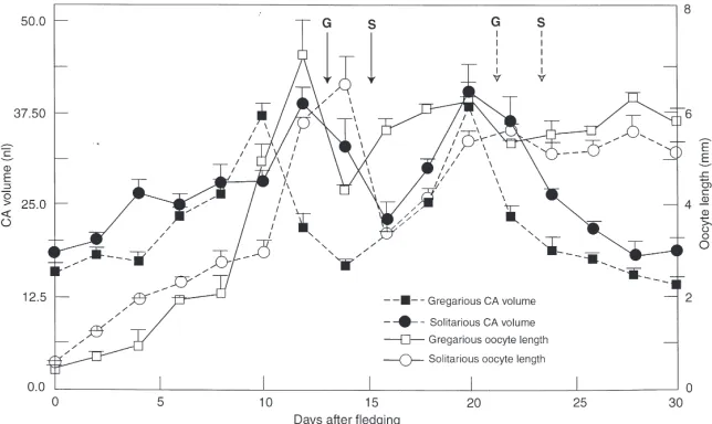 Fig. 2.Changes in mean volumes (±SD) of the CA of solitarious and gregarious adult females in relation to oocyte growth during the ﬁrst andsecond gonadotropic cycles