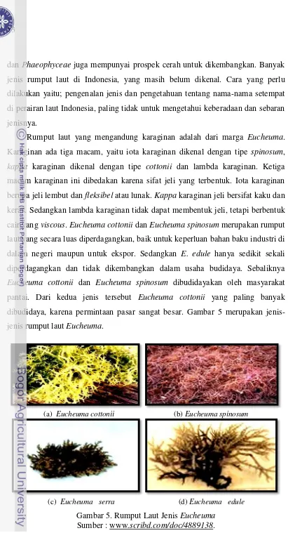 Gambar 5. Rumput Laut Jenis Eucheuma Sumber : www.scribd.com/doc/4889138. 