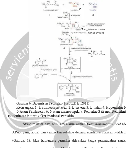 Gambar 6. Biosintesis Penisilin (Frantz,D.E.,2011) 