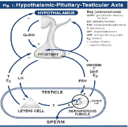 Gambar 1.Target Organ Hormon Testosteron (Handelsman, 2006). 