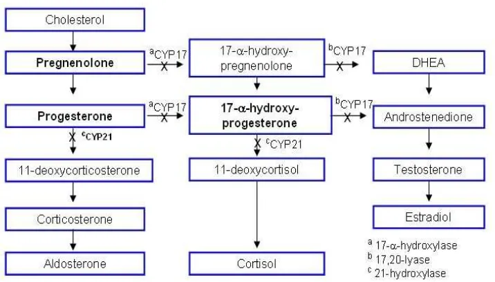 Gambar 3. Sintesis hormone steroid (Cragun dan Hopkin, 2005). 