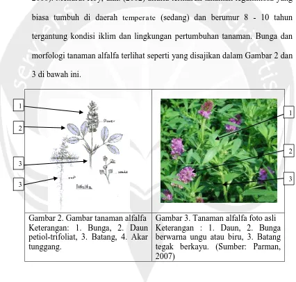 Gambar 2. Gambar tanaman alfalfa  Keterangan: 1. Bunga, 2. Daun 