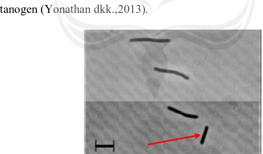 Gambar 5.     Bakteri  Methanobacterium bryantii (Sumber: Patel dkk., 1990) Keterangan: Bentuk bakteri adalah rod (seperti batang namun lebih pendek), ukuran bakteri 4 µm, hidup dalam medium yang mengandung formate