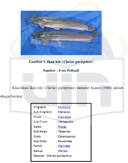 Gambar 1. Ikan lele (Clarias gariepinus) 