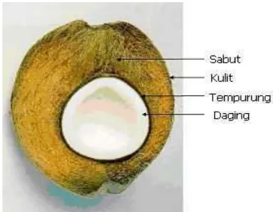 Gambar 2.4 Struktur buah kelapa (Bakrie, 2010)