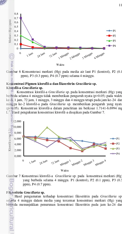 Gambar 6 Konsenterasi merkuri (Hg) pada media air laut P1 (kontrol), P2 (0.1 