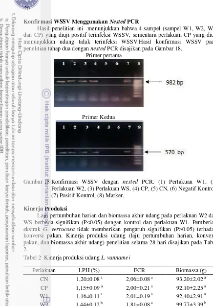Gambar 18 Konfirmasi WSSV dengan nested PCR. (1) Perlakuan W1, (2) 