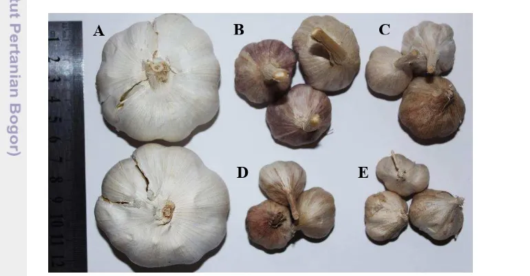 Gambar 4  Umbi bawang putih; Bawang putih konsumsi impor (A); Benih bawang 