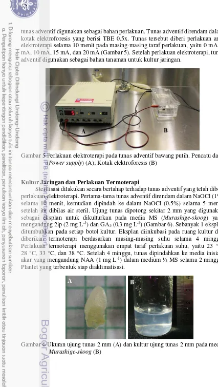 Gambar 5 Perlakuan elektroterapi pada tunas adventif bawang putih. Pencatu daya 