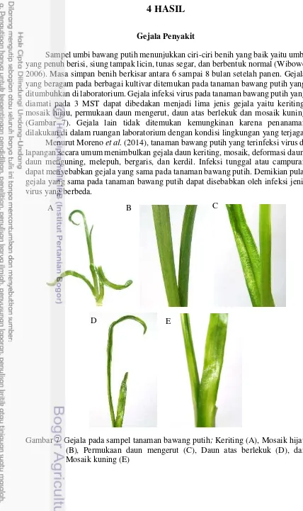 Gambar 7  Gejala pada sampel tanaman bawang putih; Keriting (A), Mosaik hijau 