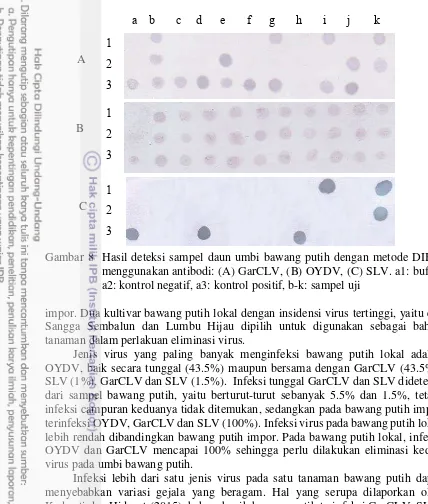 Gambar 8  Hasil deteksi sampel daun umbi bawang putih dengan metode DIBA 