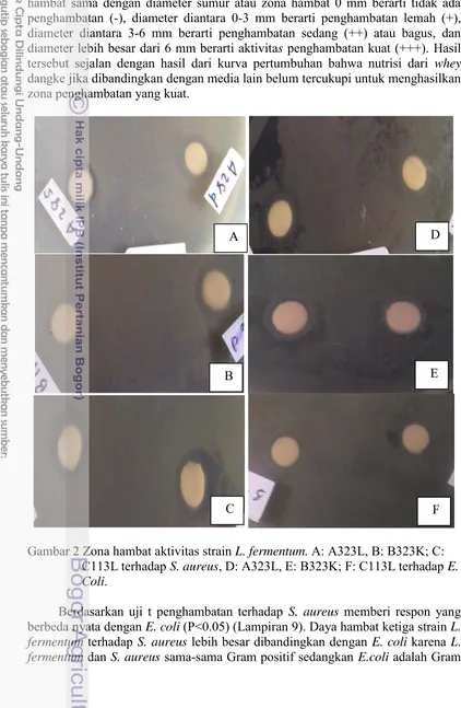 Gambar 2 Zona hambat aktivitas strain L. fermentum. A: A323L, B: B323K; C:  