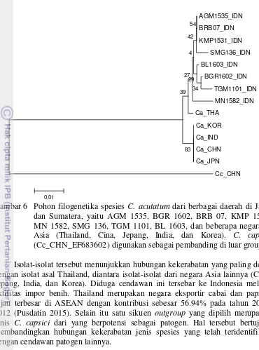 Gambar 6  Pohon filogenetika spesies  C. acutatum dari berbagai daerah di Jawa 