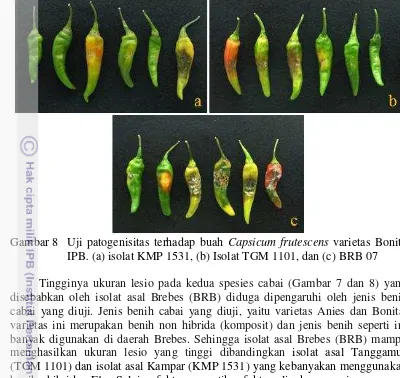 Gambar 8  Uji patogenisitas terhadap buah  Capsicum frutescens varietas Bonita 