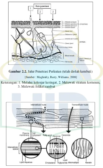 Gambar 2.2. Jalur Penetrasi Perkutan (telah diolah kembali) 