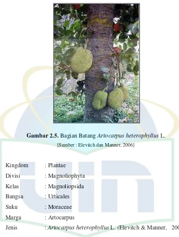Gambar 2.5. Bagian Batang Artocarpus heterophyllus L. 
