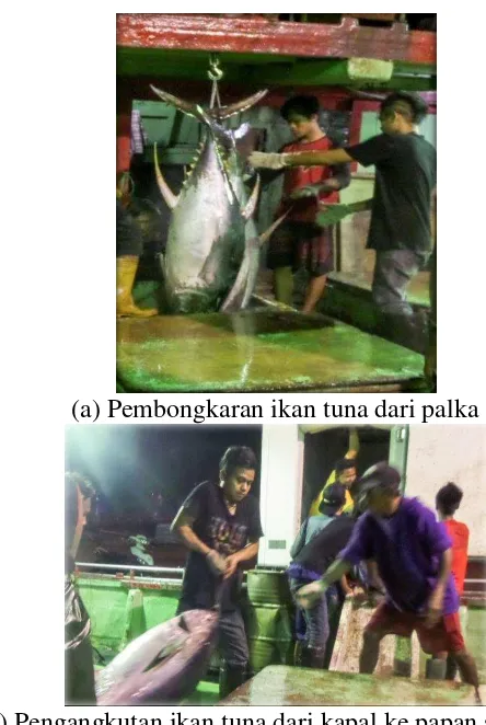 Gambar 4 Proses kegiatan ikan tuna di PPS Bungus 