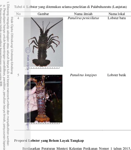 Tabel 4  Lobster yang ditemukan selama penelitian di Palabuhanratu (Lanjutan) 