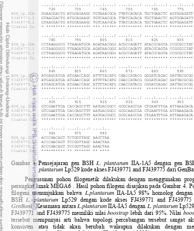 Gambar 3 Pensejajaran gen BSH L. plantarum IIA-1A5 dengan gen BSH L. 