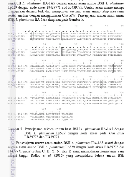 Gambar 5  Pensejajaran sekuen urutan basa BSH L. plantarum IIA-1A5 dengan 
