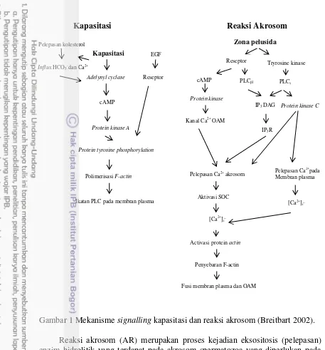 Gambar 1 Mekanisme signalling kapasitasi dan reaksi akrosom (Breitbart 2002). 