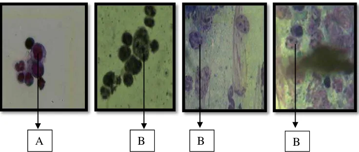 Gambar 4.2 Sel-sel yang diamati pada apusan sumsum tulang femur mencit Keterangan gambar : 