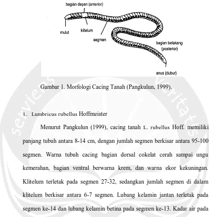 Gambar 1. Morfologi Cacing Tanah (Pangkulun, 1999).  
