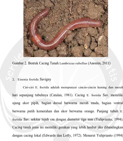 Gambar 2. Bentuk Cacing Tanah Lumbricus rubellus (Anonim, 2011) 