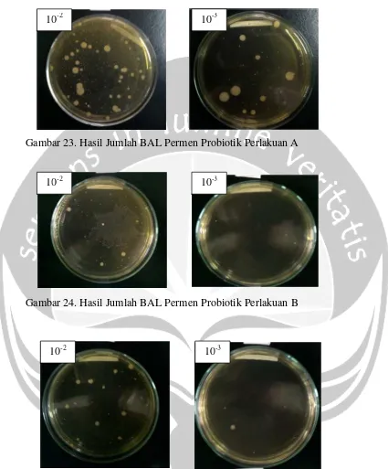 Gambar 23. Hasil Jumlah BAL Permen Probiotik Perlakuan A