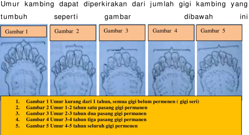 gambar  