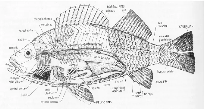 Gambar 2. Struktur tubuh ikan tombro, ditunjukkan alat-alat tubuh bagian dalam (alat visceral) meliputi sistem pencernaan, sistem respirasi, sistem sirkulsi, sistem urogenitalis, otot, vertebra dan duri sirip 