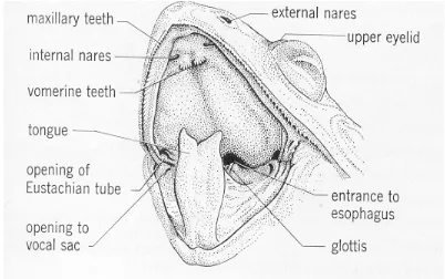 Gambar 3. Mulut katak yang sedang terbuka dan bagian-bagian penyusunnya 
