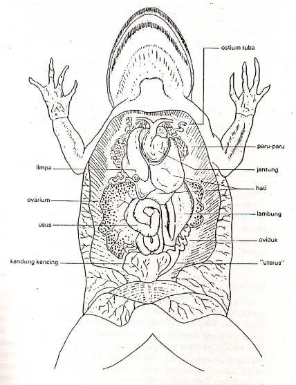 Gambar 4. Topografi alat-alat visceral pada katak sawah, ditunjukkan posisi letak organ-organ penyusun sistem pencernaan makanan terhadap organ lain