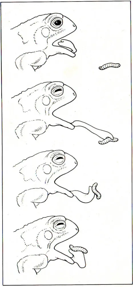 Gambar 5. Seekor katak yang sedang menjulurkan lidah untuk menangkap mangsa 