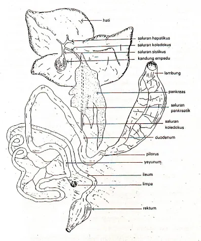 Gambar 6. Organ penyusun sistem pencernaan pada katak sawah