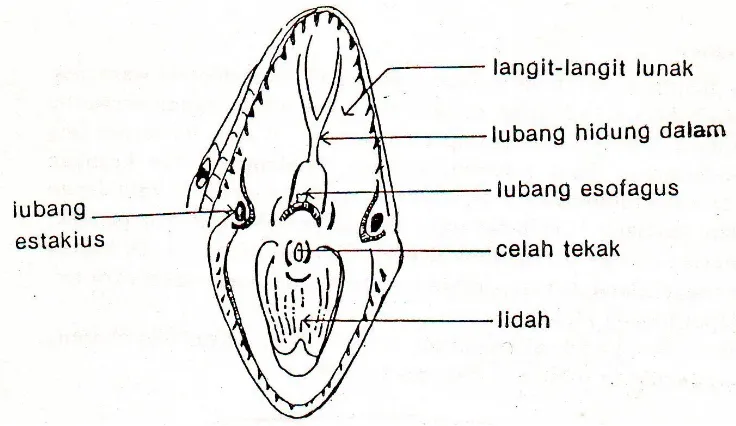 Gambar 8. Mulut kadal yang terbuka dan bagian-bagian penyusunnya 
