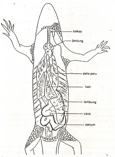 Gambar 9. Topografi organ visceral  pada kadal, menunjukkan posisi organ dari sistempencernaan terhadap organ lain