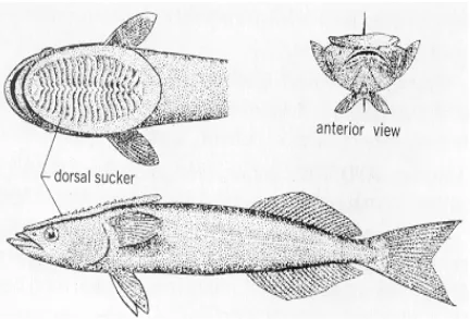 Gambar 1.  Ikan  remora atau  suckerfishes (Remilegia australis, familia  Echeneidae),panjang tubuh mencapai 53 cm 