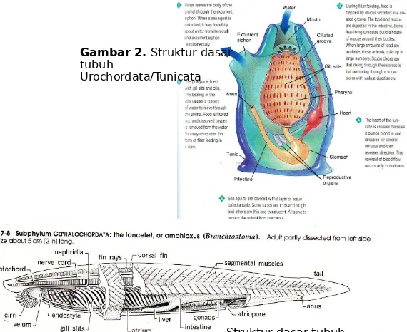 Gambar 2. Struktur dasar tubuh 