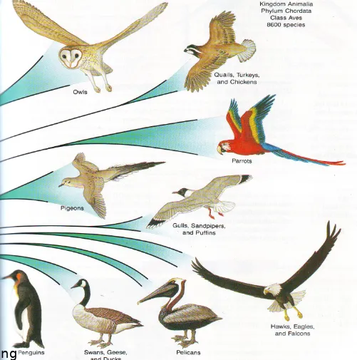 Gambar 3.3b. Era Cenozoic muncul burung 
